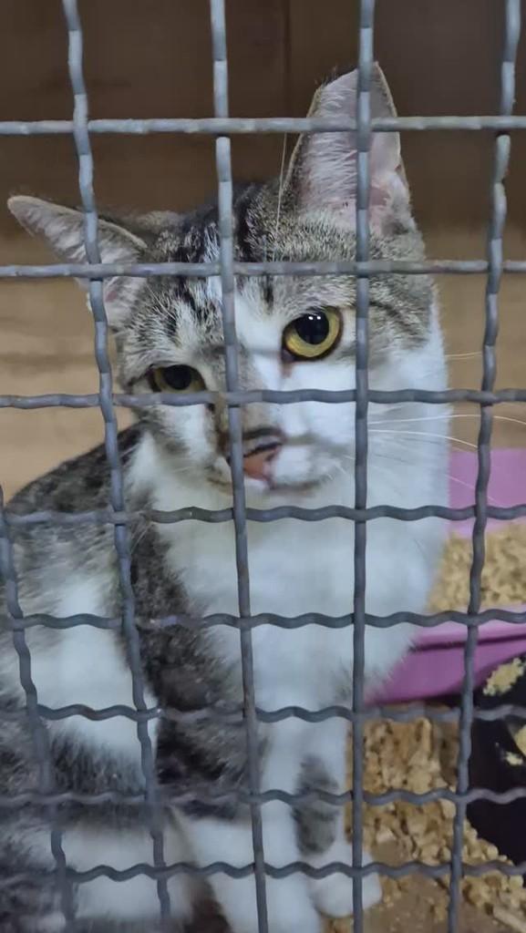 Charlie, gato de porte pequeno para adoção em Adamantina - SP