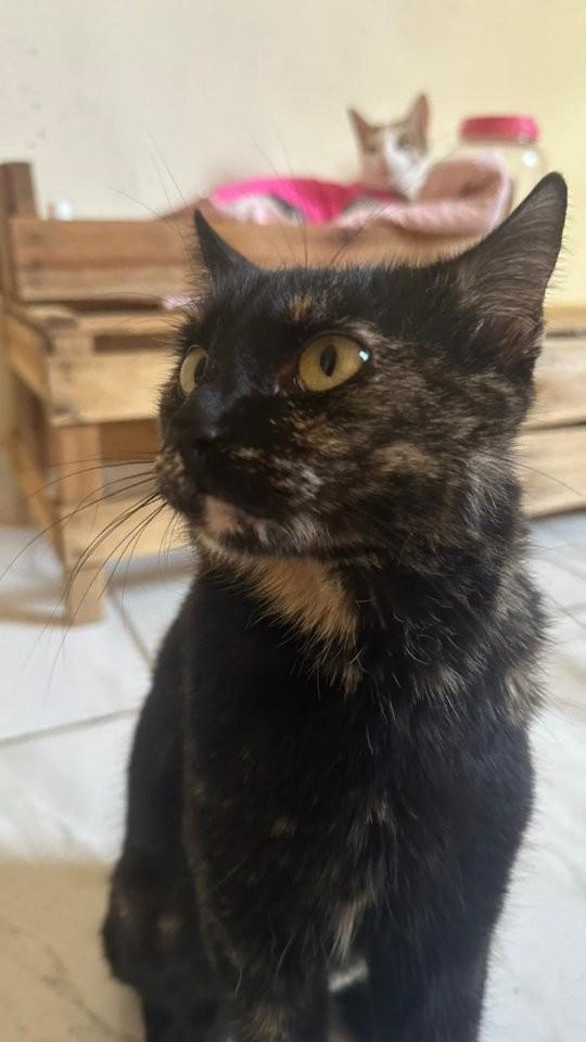 Catarina, gata de porte médio para adoção em Adamantina - SP