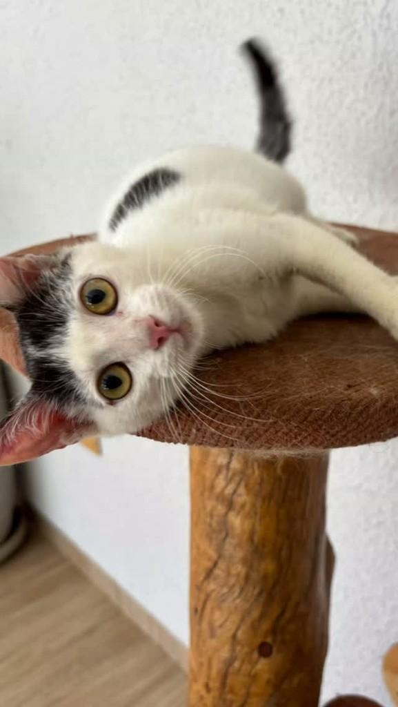 Etevaldo, gato de porte pequeno para adoção em Adamantina - SP