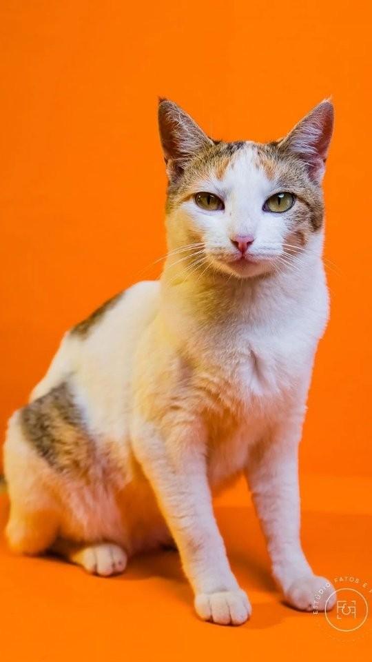 Nazá, gata de porte pequeno para adoção em Adamantina - SP