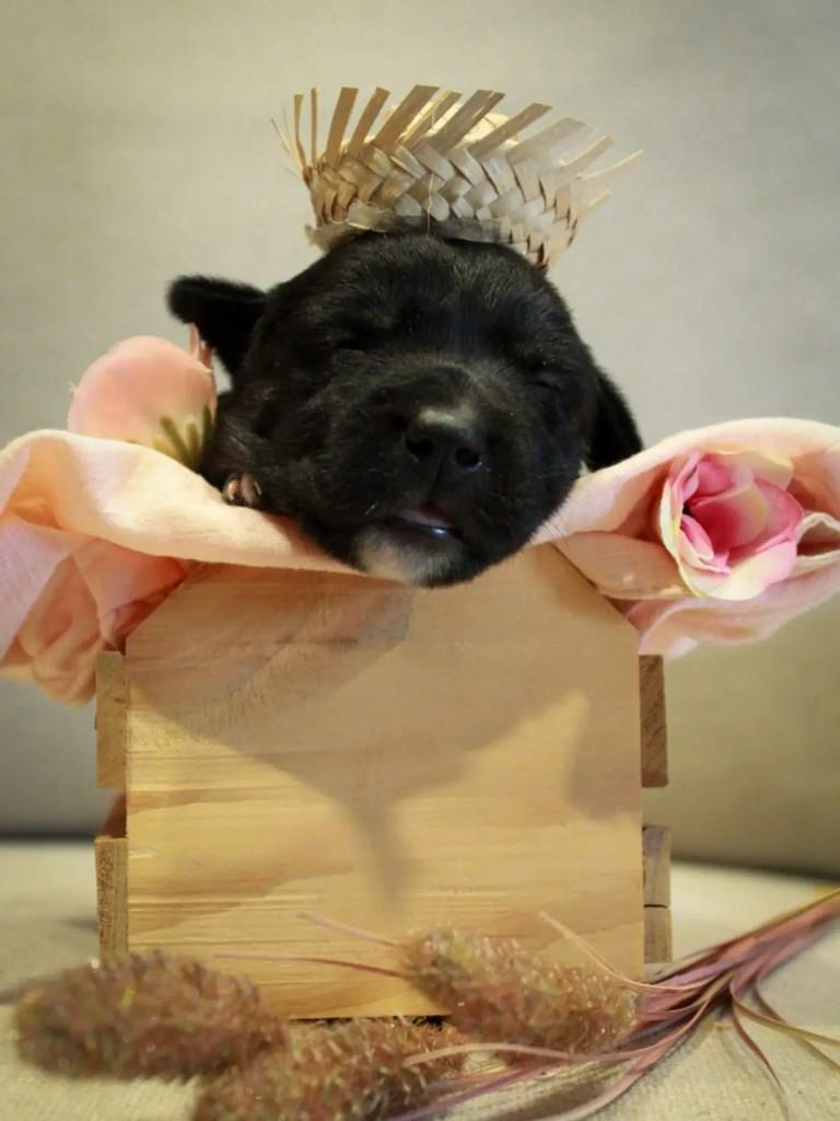 Amora, cachorro de porte pequeno para adoção em Adamantina - SP