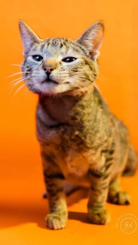 Lindinha, gato de porte pequeno para adoção em Adamantina - SP