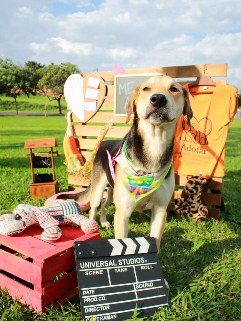 Nino, cachorro de porte médio para adoção em Adamantina - SP