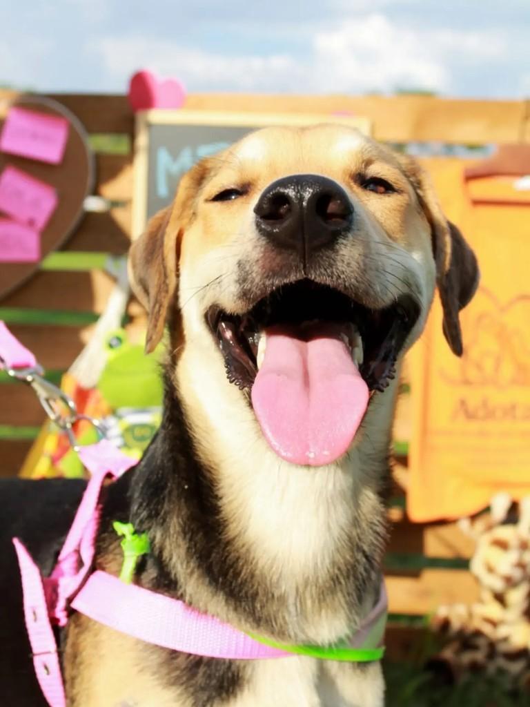 Nino, cachorro de porte médio para adoção em Adamantina - SP — foto 2 de 7