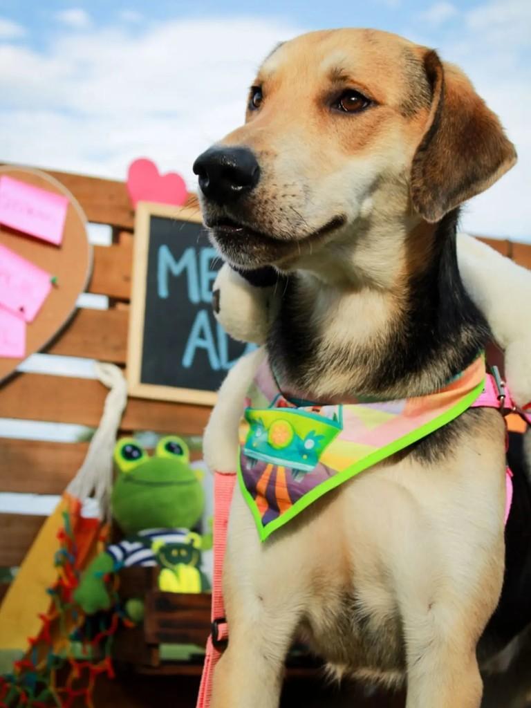 Nino, cachorro de porte médio para adoção em Adamantina - SP — foto 3 de 7