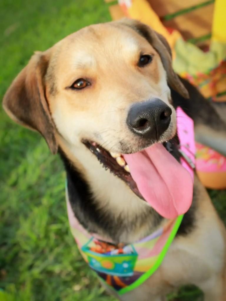 Nino, cachorro de porte médio para adoção em Adamantina - SP — foto 5 de 7