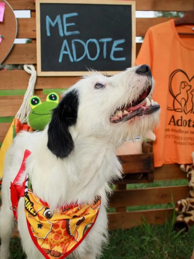 Cabeludo, cachorro de porte médio para adoção em Adamantina - SP