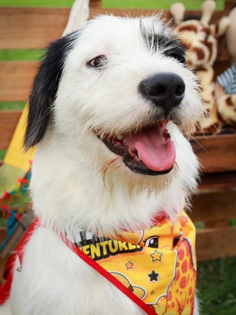 Cabeludo, cachorro de porte médio para adoção em Adamantina - SP — foto 2 de 7