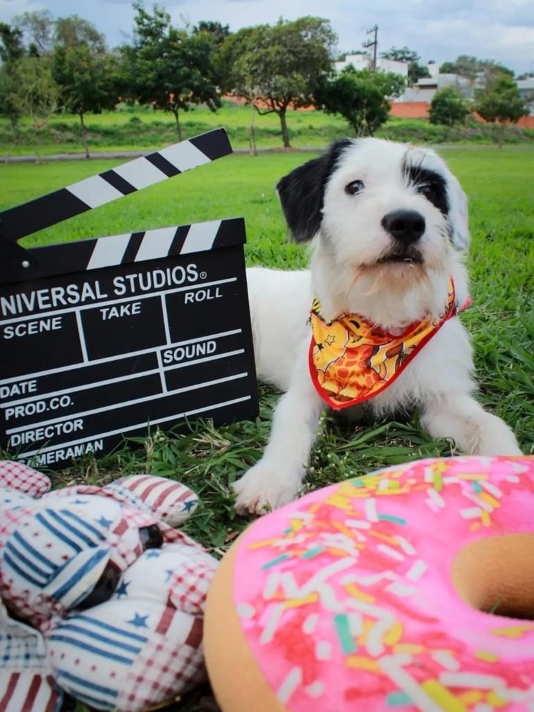 Cabeludo, cachorro de porte médio para adoção em Adamantina - SP — foto 3 de 7