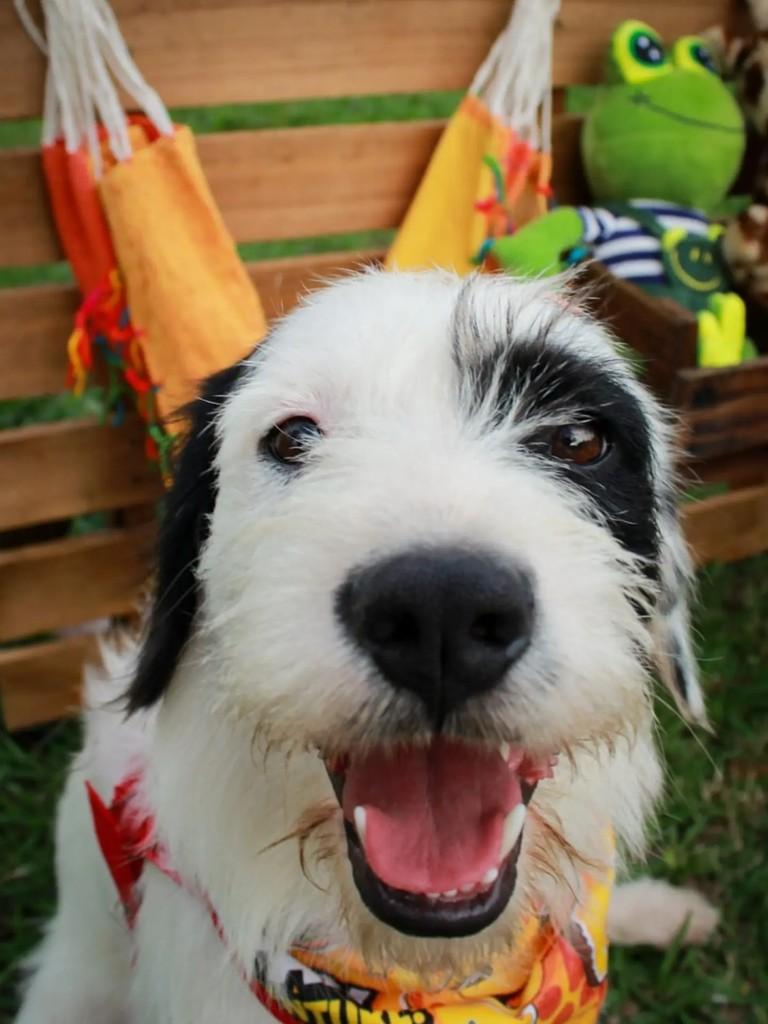 Cabeludo, cachorro de porte médio para adoção em Adamantina - SP — foto 4 de 7