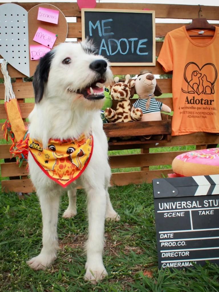 Cabeludo, cachorro de porte médio para adoção em Adamantina - SP — foto 5 de 7