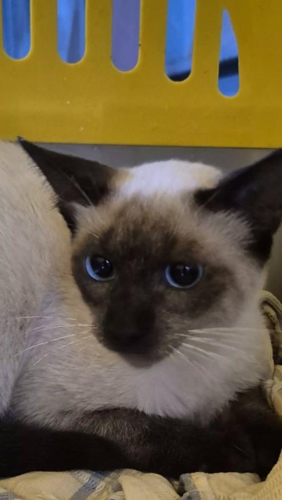 Luca, gato de porte pequeno para adoção em Adamantina - SP