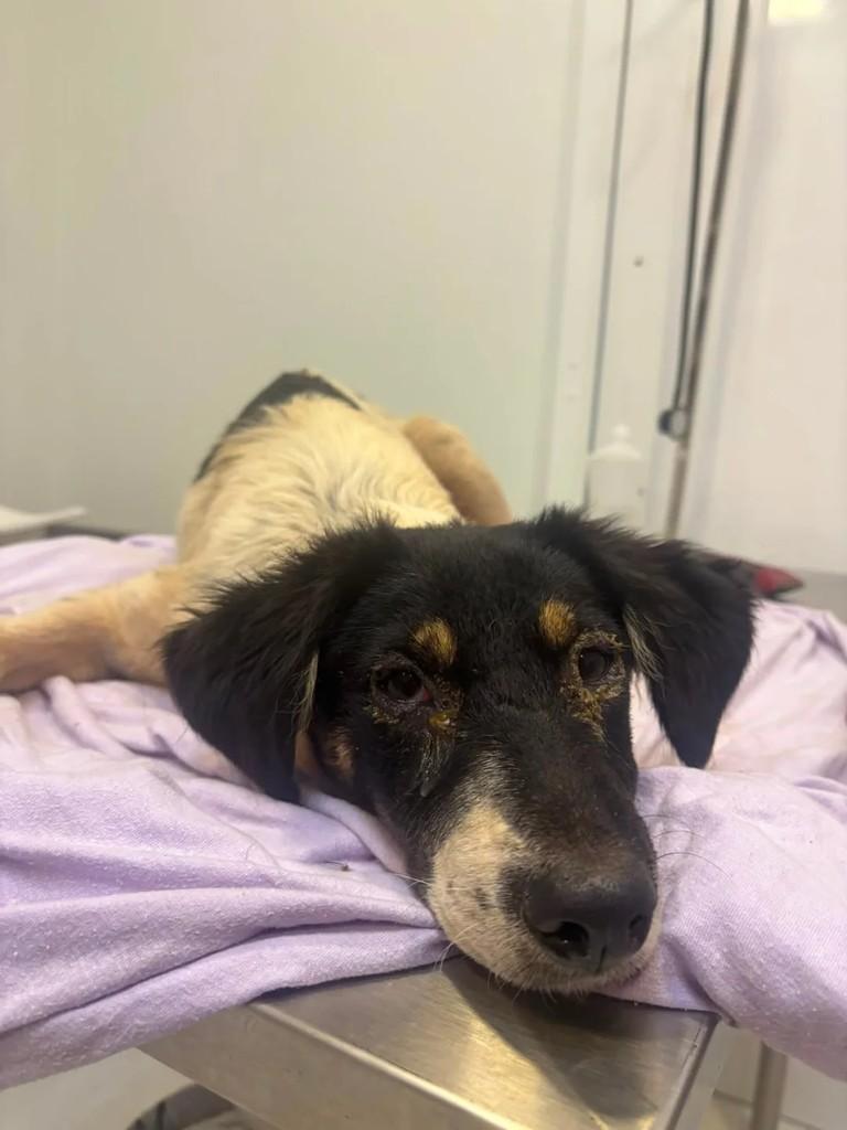 Moana, cachorro de porte pequeno para adoção em Medianeira - PR