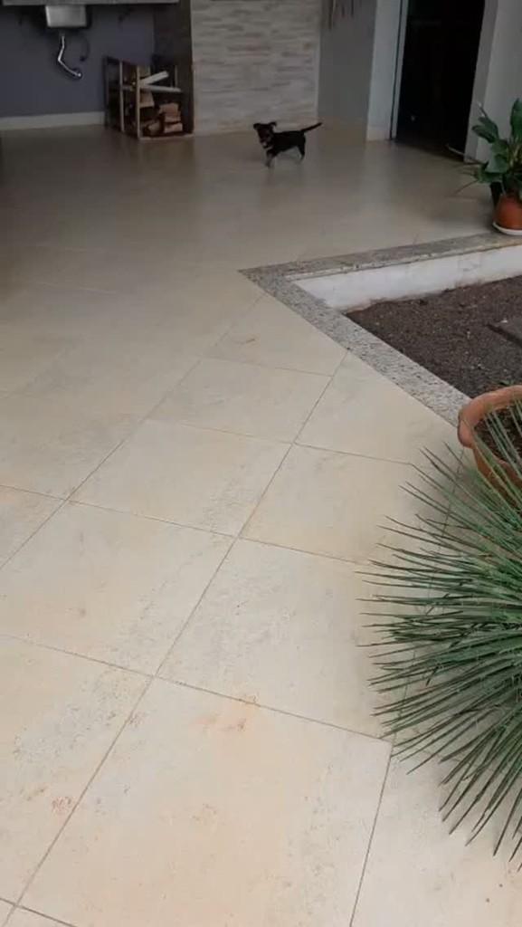 Bebezinha Linda, gata de porte médio para adoção em Medianeira - PR