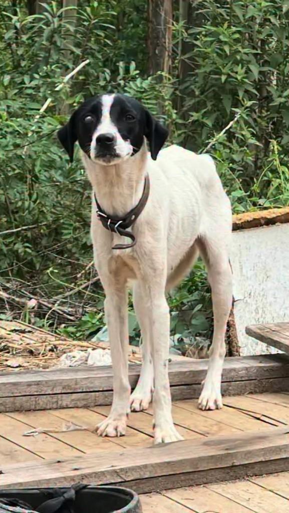 Zabela, cadela de porte médio para adoção em Taquari - RS
