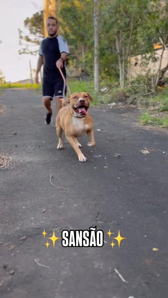 Sansão, cachorro de porte grande para adoção em Taquari - RS