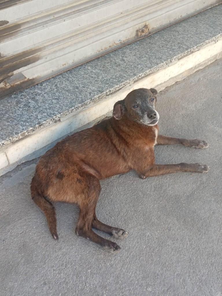 Senhorzinho, cachorro de porte pequeno para adoção em Itaboraí - RJ