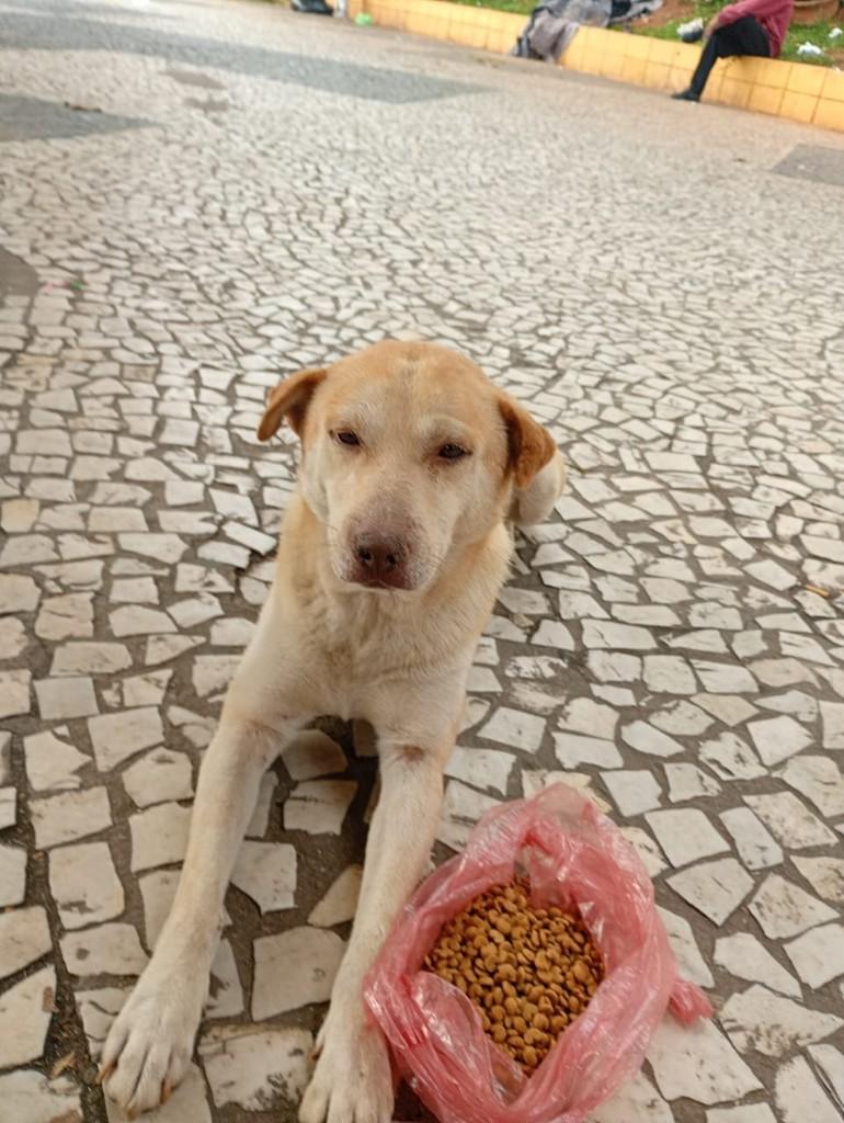 Ferrugem, cachorro de porte médio para adoção em Rio de Janeiro - RJ
