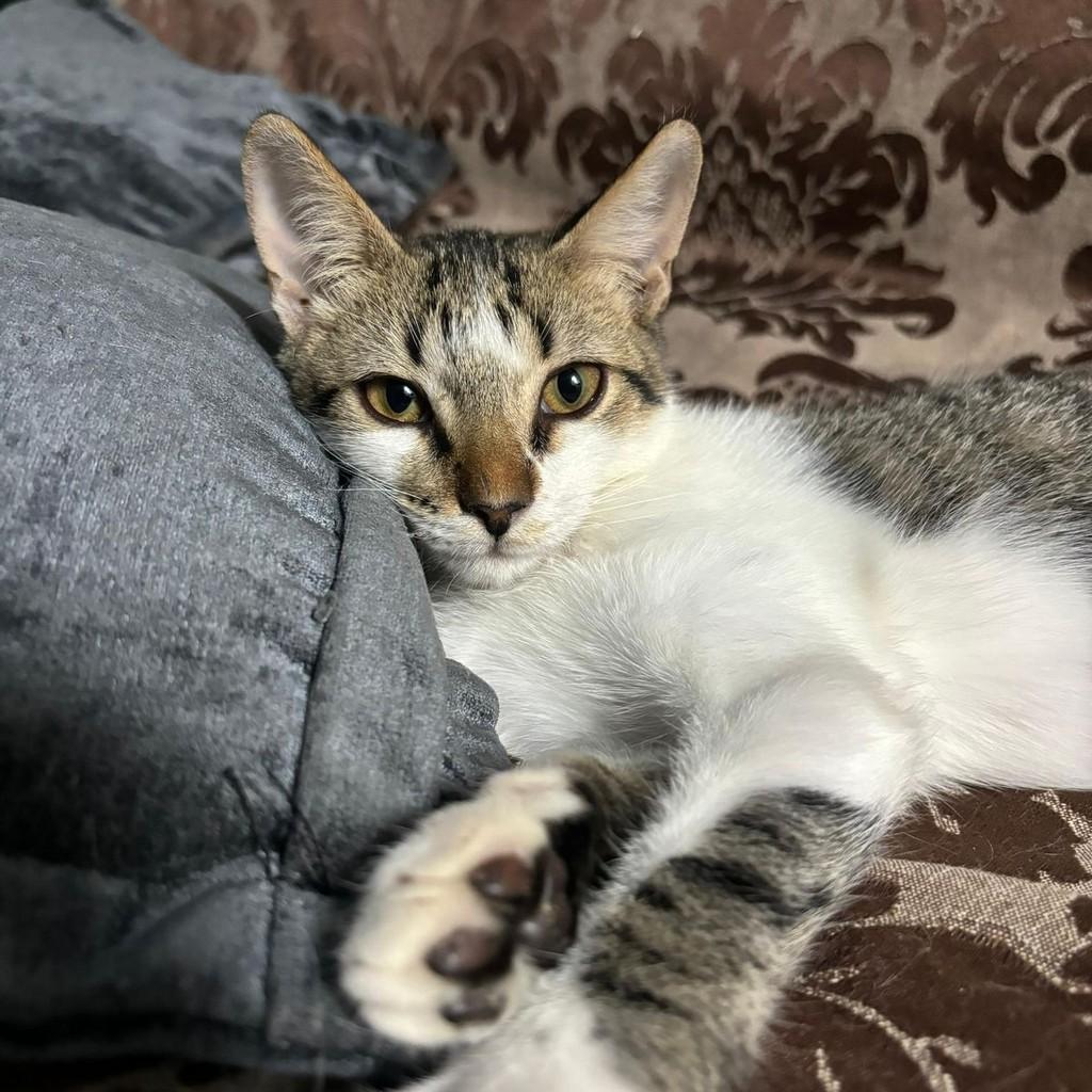 Salgado, gato de porte pequeno para adoção em Rio de Janeiro - RJ