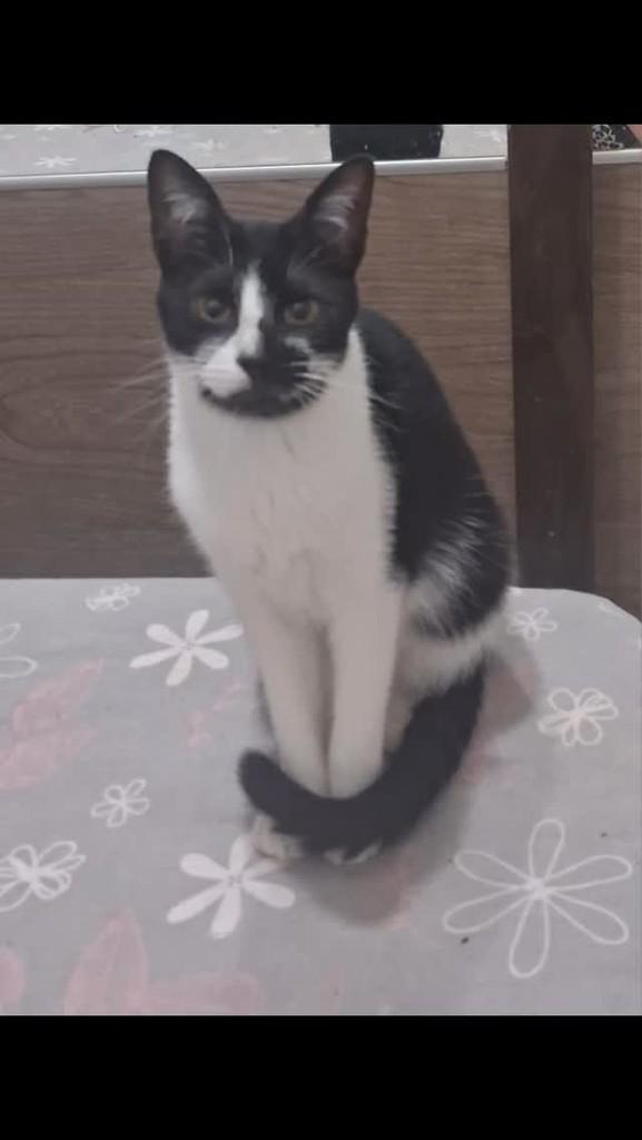 Princesinha Linda, gata de porte pequeno para adoção em Vitória da Conquista - BA
