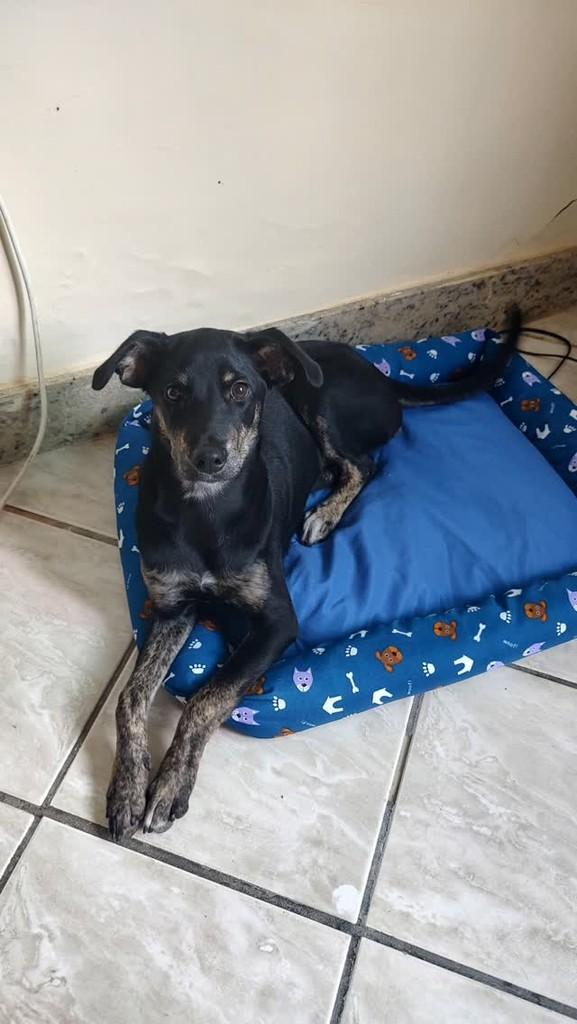Amora, cadela de porte médio para adoção em Vitória da Conquista - BA