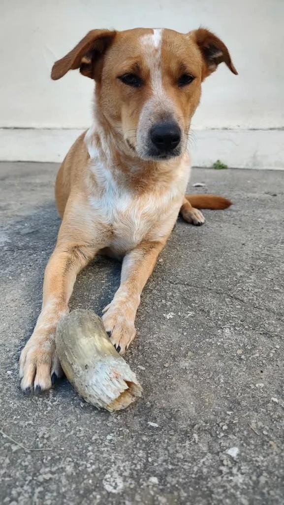 Lola, cadela de porte pequeno para adoção em Vitória da Conquista - BA