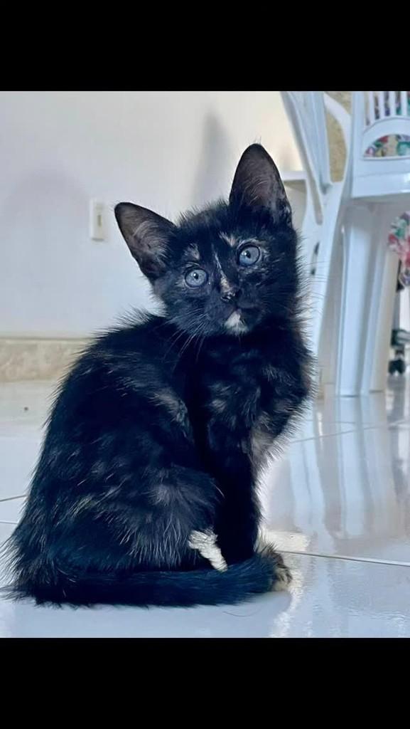 Faísca, gato para adoção em Vitória da Conquista - BA