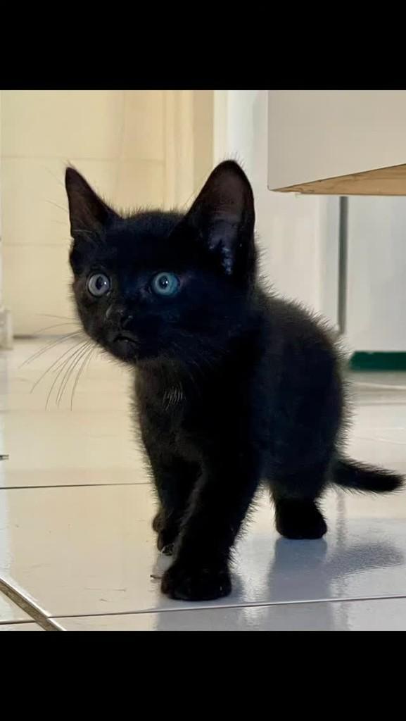 Lupita, gato de porte pequeno para adoção em Vitória da Conquista - BA