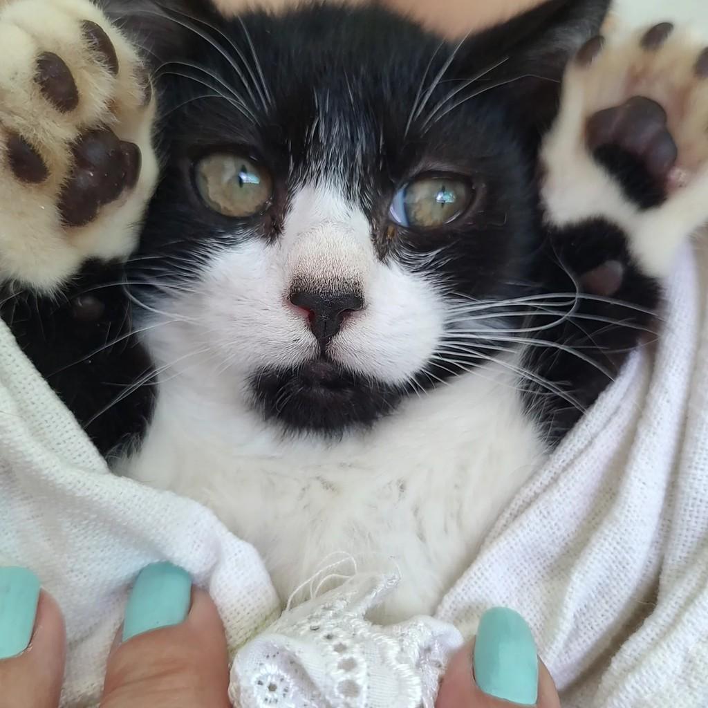 Bibi, gato de porte pequeno para adoção em Vitória da Conquista - BA