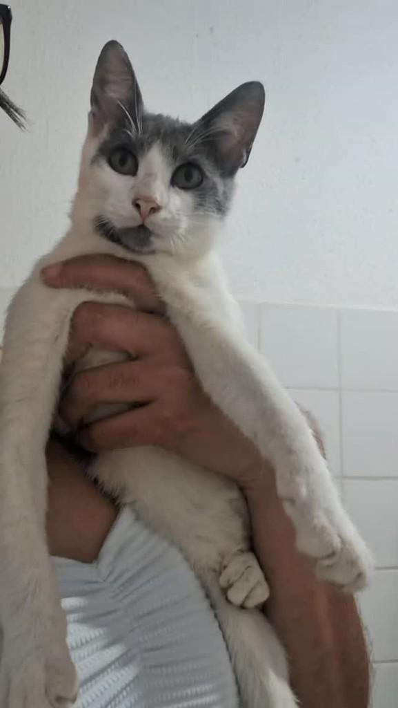 Fofinho Lindo, gato de porte pequeno para adoção em Vitória da Conquista - BA