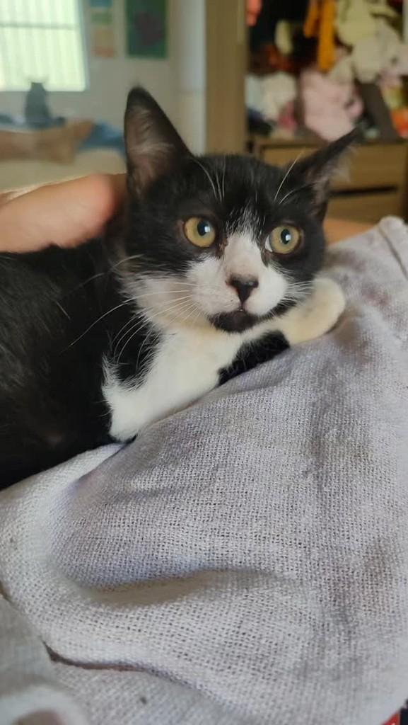 Madalena, gato de porte pequeno para adoção em Vitória da Conquista - BA