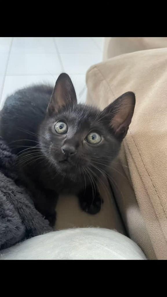 Príncipe, gato para adoção em Vitória da Conquista - BA