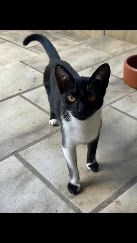 Amora, gato de porte pequeno para adoção em Vitória da Conquista - BA