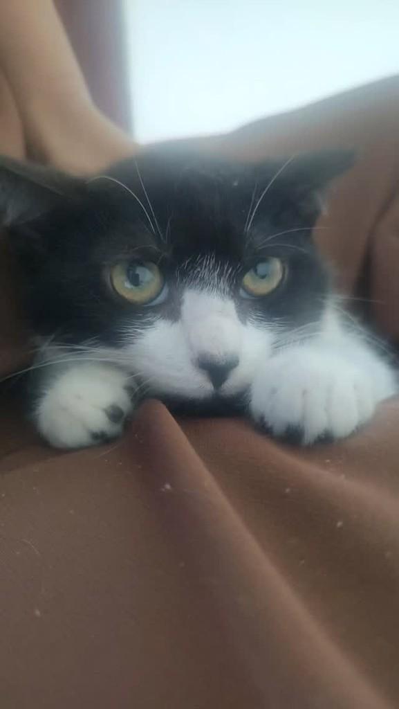 Frajola, gato para adoção em Vitória da Conquista - BA