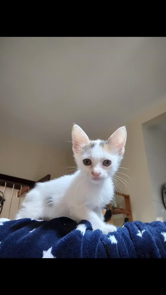 Vivi, gata de porte pequeno para adoção em Vitória da Conquista - BA