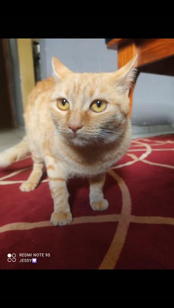 Princesinha, gata de porte pequeno para adoção em Vitória da Conquista - BA
