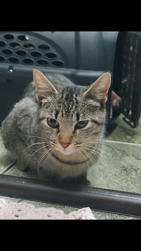 Cissa, gato de porte médio para adoção em Vitória da Conquista - BA