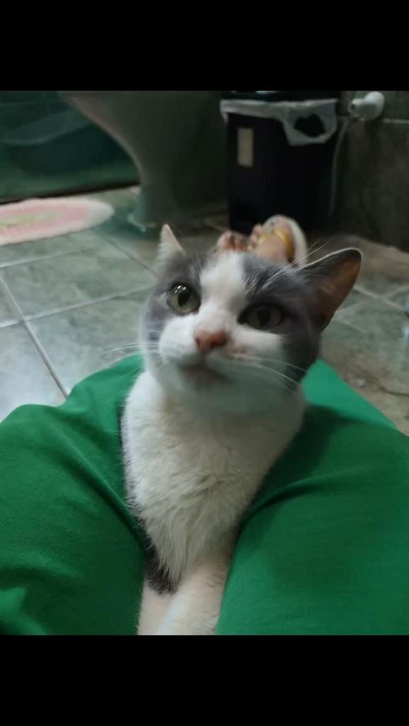 Suki, gata de porte pequeno para adoção em Vitória da Conquista - BA