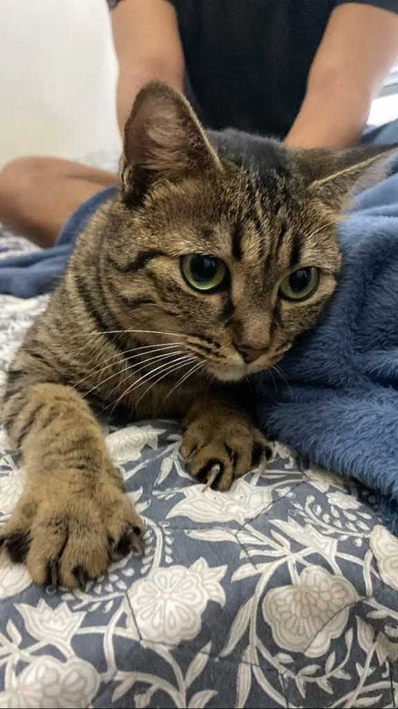 Lupi, gato de porte pequeno para adoção em Vitória da Conquista - BA