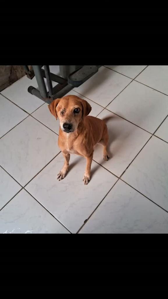Pirata, cachorro de porte médio para adoção em Vitória da Conquista - BA