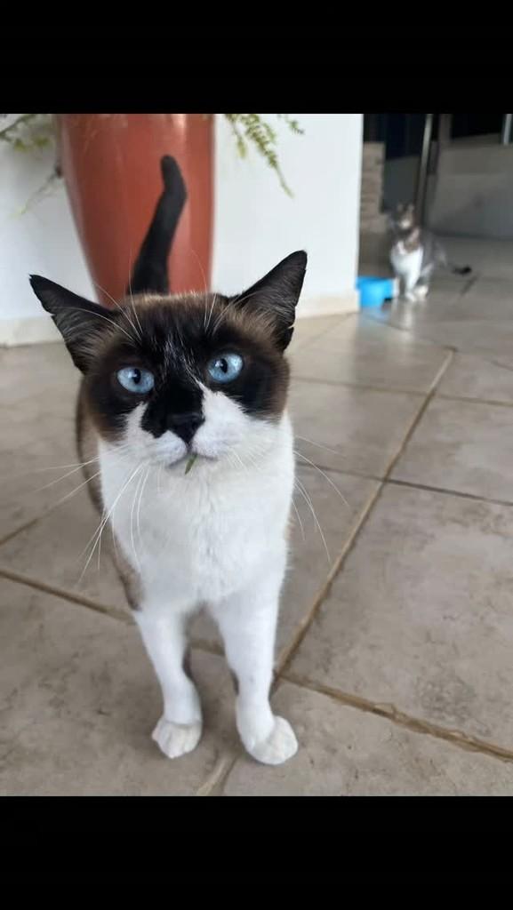 Klebinho, gato de porte pequeno para adoção em Vitória da Conquista - BA