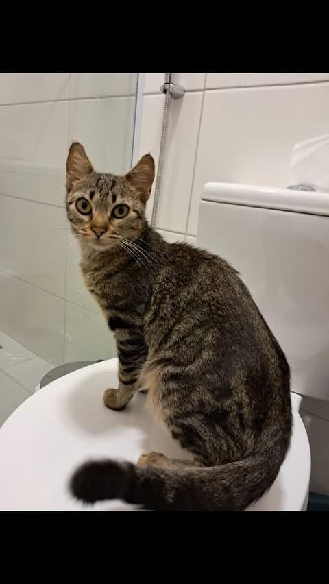 Cindy, gata de porte pequeno para adoção em Vitória da Conquista - BA