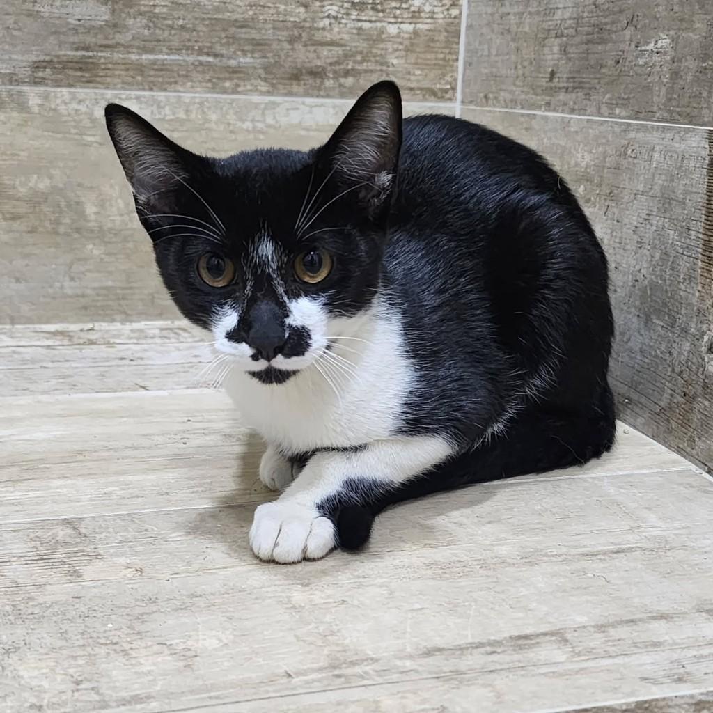 Frajolinha, gata de porte pequeno para adoção em Campinas - SP