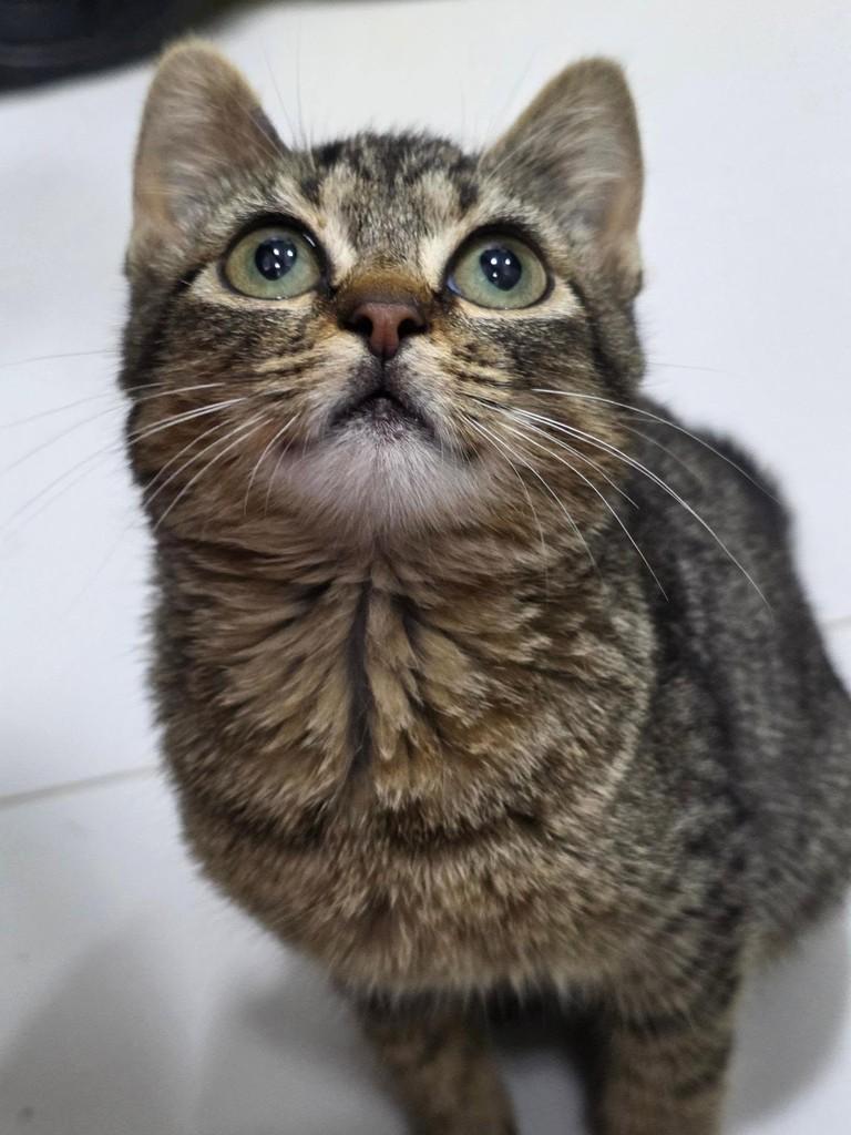 Baby Mel, gata de porte pequeno para adoção em Campinas - SP