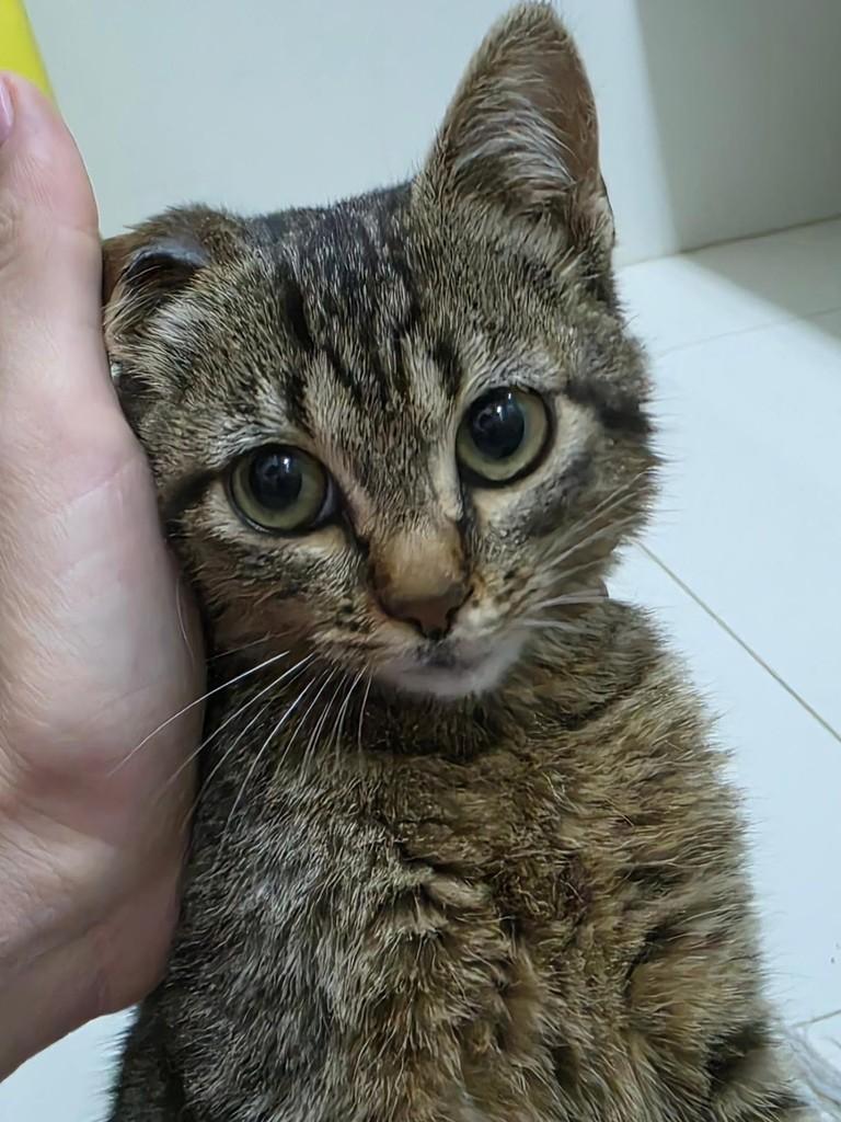 Baby Mel, gata de porte pequeno para adoção em Campinas - SP — foto 2 de 5