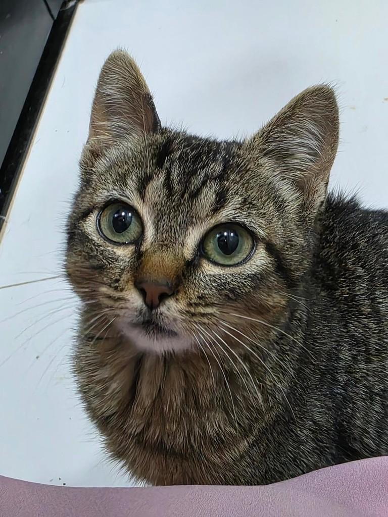 Baby Mel, gata de porte pequeno para adoção em Campinas - SP — foto 3 de 5