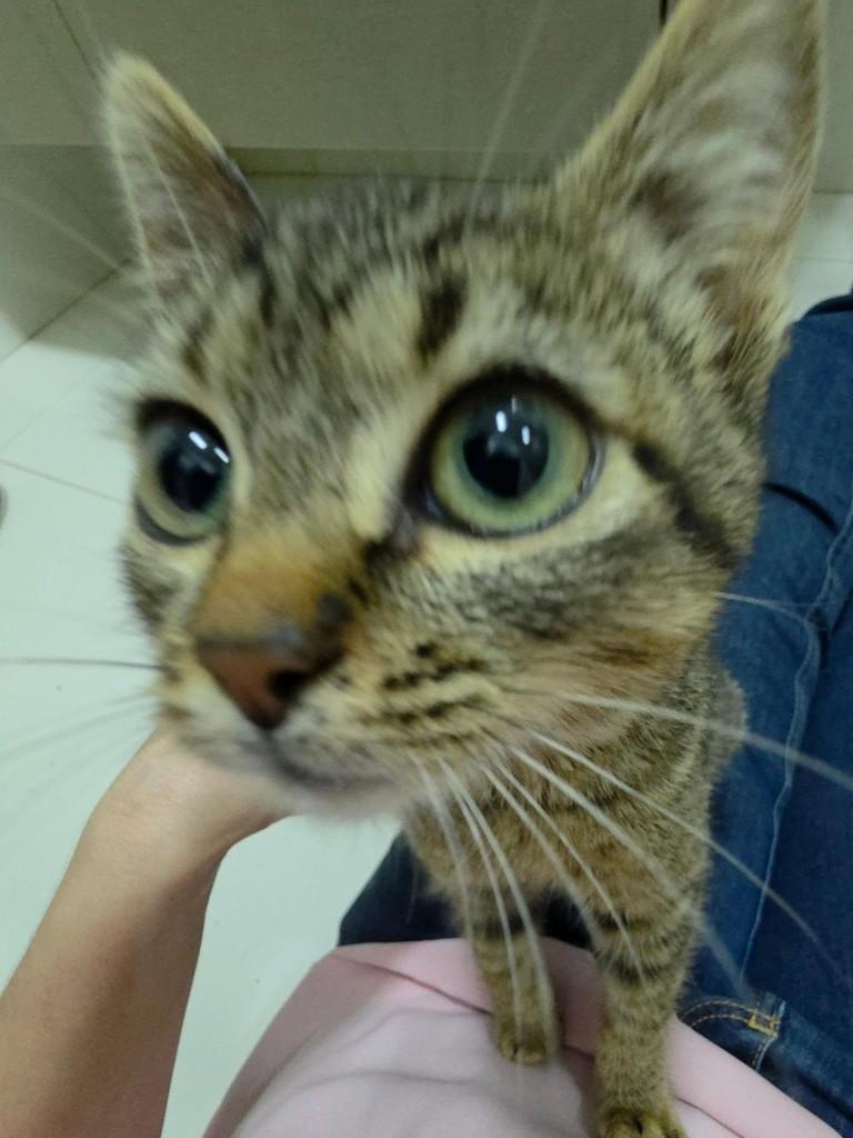Baby Mel, gata de porte pequeno para adoção em Campinas - SP — foto 4 de 5