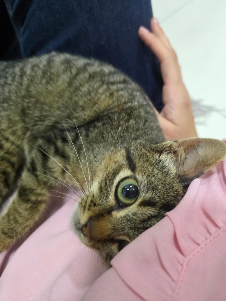 Baby Mel, gata de porte pequeno para adoção em Campinas - SP — foto 5 de 5
