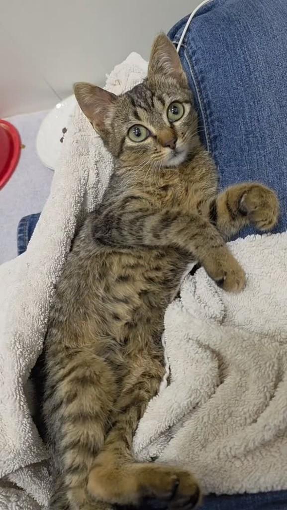 Mel, gato de porte pequeno para adoção em Campinas - SP
