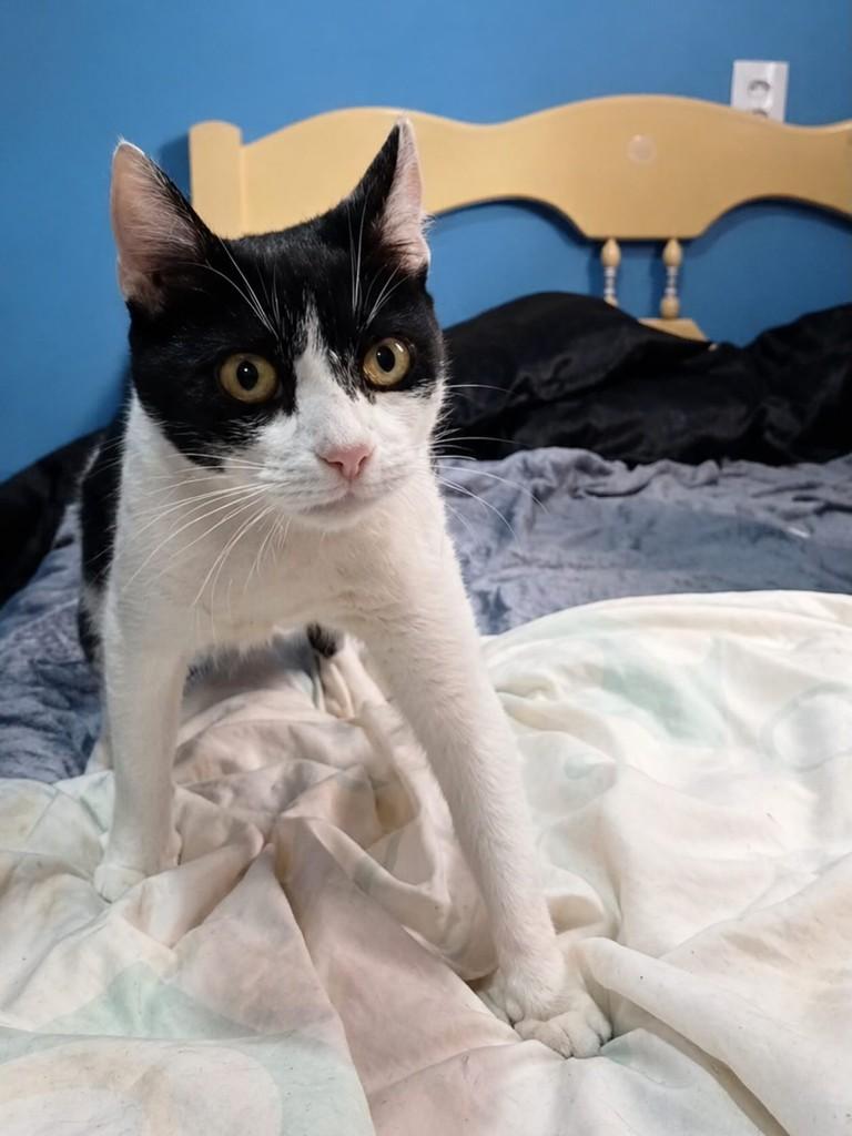 Princesa, gata de porte médio para adoção em Farroupilha - RS